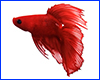 Вінілова наклейка Betta fish, N1300P. Вінілова наклейка Betta fish, N1300P.
