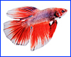 Вінілова наклейка Betta fish, N1300Q. Вінілова наклейка Betta fish, N1300Q.