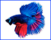 Вінілова наклейка Betta fish, N1300R. Вінілова наклейка Betta fish, N1300R.