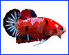 Вінілова наклейка Betta fish, N107662. Вінілова наклейка Betta fish, N107662.