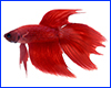Вінілова наклейка Betta fish, N107663. Вінілова наклейка Betta fish, N107663.