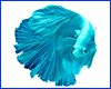 Вінілова наклейка Betta fish, N107671. Вінілова наклейка Betta fish, N107671.