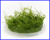  , Stringy Moss.