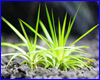 Акваріумна рослина, Eriocaulon sp from Sulawesi. Акваріумна рослина, Eriocaulon sp from Sulawesi.