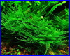 Аквариумное растение, Taiwan Moss - Taxiphyllum alternans. Аквариумное растение, Taiwan Moss - Taxiphyllum alternans.