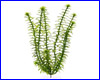  , Tetra Anacharis 23 .