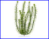  , Tetra Anacharis 46 .