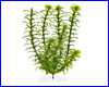  , Tetra Anacharis  5 .
