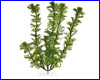  , Tetra Green Cabomba 23 .