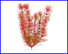  , Tetra Red Foxtail 23 .