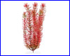  , Tetra Red Foxtail 30 .