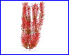  , Tetra Red Foxtail 38 .