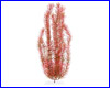  , Tetra Red Foxtail 46 .