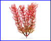  , Tetra Red Foxtail 15 .