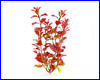  , Tetra Red Ludwigia 23 .