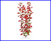  , Tetra Red Ludwigia 30 .