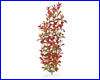  , Tetra Red Ludwigia 38 .