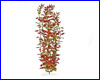  , Tetra Red Ludwigia 46 .