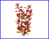  , Tetra Red Ludwigia 15 .
