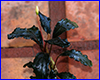 Акваріумна рослина, Bucephalandra sp. Theia Black. Акваріумна рослина, Bucephalandra sp. Theia Black.