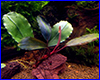 Акваріумна рослина, Bucephalandra sp. Theia 9. Акваріумна рослина, Bucephalandra sp. Theia 9.