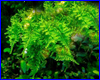 Акваріумна рослина, Triangle Moss Cratoneuron filicinum. Акваріумна рослина, Triangle Moss Cratoneuron filicinum.
