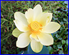   Nelumbo Lutea,  .