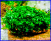 Аквариумное растение, Loxogramme sр. Wave moss на лаве. Аквариумное растение, Loxogramme sр. Wave moss на лаве.