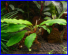 Акваріумна рослина, Bucephalandra sp. Treasure 2011, West Kalimantan. Акваріумна рослина, Bucephalandra sp. Treasure 2011, West Kalimantan.