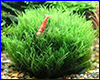 Акваріумна рослина, Giant Willow moss - Fontinalis antipyretica. Акваріумна рослина, Giant Willow moss - Fontinalis antipyretica.