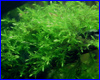 Акваріумна рослина, Willow Moss. Акваріумна рослина, Willow Moss.