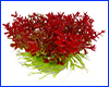 Рослина штучна, Hemianthus micranthemoides, червоно-зелений, 10 см. Рослина штучна, Hemianthus micranthemoides, червоно-зелений, 10 см.