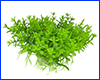 Рослина штучна, Hemianthus micranthemoides, 10 см. Рослина штучна, Hemianthus micranthemoides, 10 см.