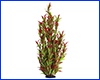 Рослина штучна, Hygrophila corymbosa, червоно-зелена, 60 см. Рослина штучна, Hygrophila corymbosa, червоно-зелена, 60 см.