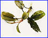 Акваріумна рослина, Bucephalandra sp. Bungan. Акваріумна рослина, Bucephalandra sp. Bungan.