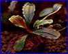 Акваріумна рослина, Bucephalandra sp. Central Cali. Акваріумна рослина, Bucephalandra sp. Central Cali.