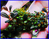 Акваріумна рослина, Bucephalandra sp. Brownie Phantom. Акваріумна рослина, Bucephalandra sp. Brownie Phantom.