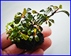 Акваріумна рослина, Bucephalandra sp. Brownie Purple. Акваріумна рослина, Bucephalandra sp. Brownie Purple.