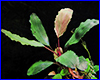 Акваріумна рослина, Bucephalandra sp. Blue Titan. Акваріумна рослина, Bucephalandra sp. Blue Titan.