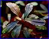 Акваріумна рослина, Bucephalandra sp. Brownie Ghost. Акваріумна рослина, Bucephalandra sp. Brownie Ghost.