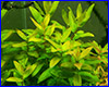 Акваріумна рослина, Ammania multiflora. Акваріумна рослина, Ammania multiflora.