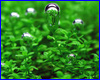 Добриво AQUAXER Macro, макроелементи 250 ml, на 25000 л. Добриво AQUAXER Macro, макроелементи 250 ml, на 25000 л.