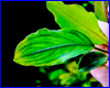 Акваріумна рослина, Bucephalandra cf. motleyana Batang Аi. Акваріумна рослина, Bucephalandra cf. motleyana Batang Аi.