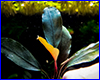 Акваріумна рослина, Bucephalandra sp. Blue, Sekadau. Акваріумна рослина, Bucephalandra sp. Blue, Sekadau.