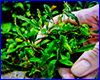 Акваріумна рослина, Bucephalandra sp. Godzilla. Акваріумна рослина, Bucephalandra sp. Godzilla.