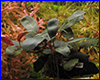 Акваріумна рослина, Bucephalandra sp. Gost Long leaf. Акваріумна рослина, Bucephalandra sp. Gost Long leaf.