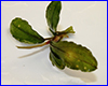 Акваріумна рослина, Bucephalandra sp. Jade Pearl. Акваріумна рослина, Bucephalandra sp. Jade Pearl.