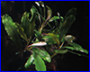 Акваріумна рослина, Bucephalandra sp. Kualakuayan 2. Акваріумна рослина, Bucephalandra sp. Kualakuayan 2.