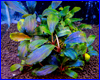 Акваріумна рослина, Bucephalandra sp. Batang kawa. Акваріумна рослина, Bucephalandra sp. Batang kawa.