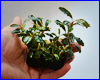 Акваріумна рослина, Bucephalandra sp. Cherish 3. Акваріумна рослина, Bucephalandra sp. Cherish 3.